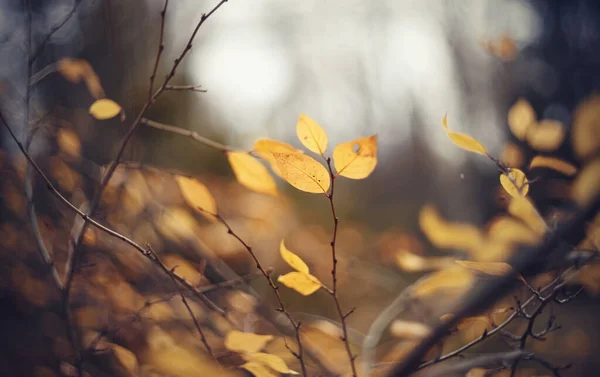 Herbst Hintergrund Mit Gelben Blättern Auf Zweigen Einer Cotoneaster Goldener — Stockfoto