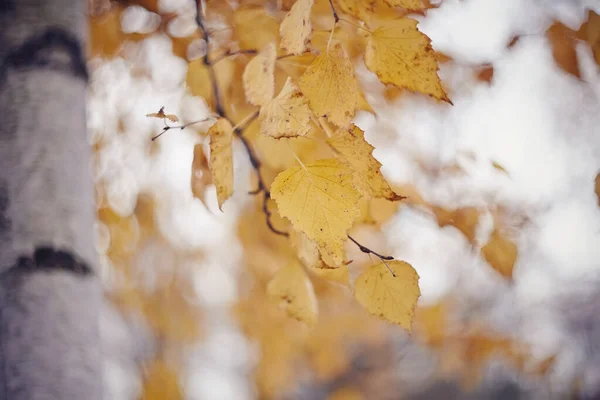 Гілки Берези Восени Жовтим Листям Золота Осінь — стокове фото
