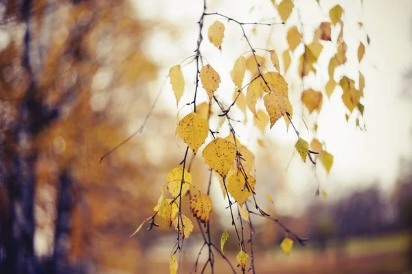 Die Langen Äste Der Birke Herbst Mit Gelben Blättern Goldener — Stockfoto