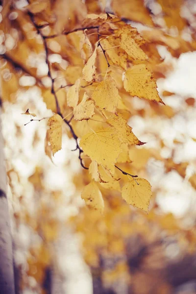 Die Zweige Der Birke Herbst Mit Gelben Blättern Goldener Herbst — Stockfoto