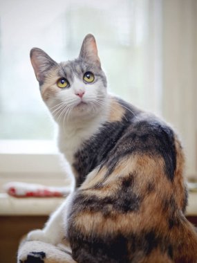 Sarı gözlü, çok renkli güzel kedi arkasını dönmüş oturuyor..