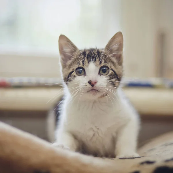 Kitten White Color Striped Spots Lies — Stock Photo, Image