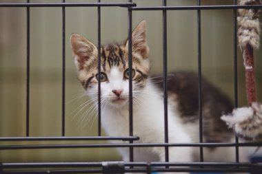 Çizgili benekli kedi yavrusu bir kafeste oturuyor..