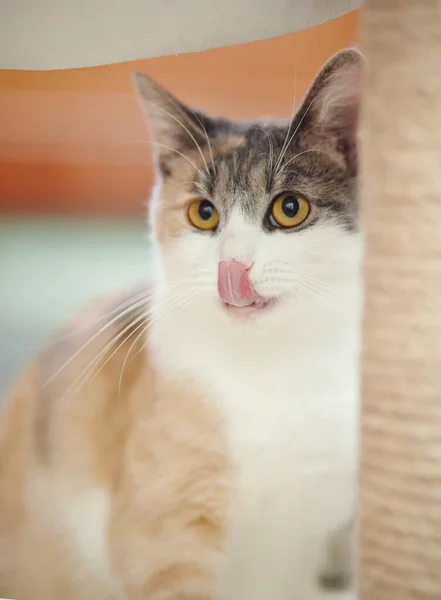 Retrato Dos Lábios Olhos Amarelos Gato Uma Cor Multi Colorida — Fotografia de Stock