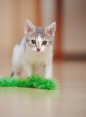 Evcil kedi yavrusu yeşil tüylü bir oyuncakla oynuyor..