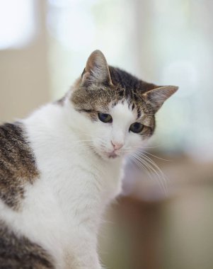 Çizgili benekli beyaz renkli evcil bir kedinin portresi.