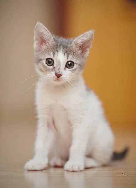 Den Lilla Kattungen Färg Vit Med Fläckar Sitter Ett Golv — Stockfoto