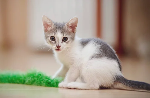 Den Inhemska Lilla Kattungen Leker Med Grön Fluffig Leksak — Stockfoto