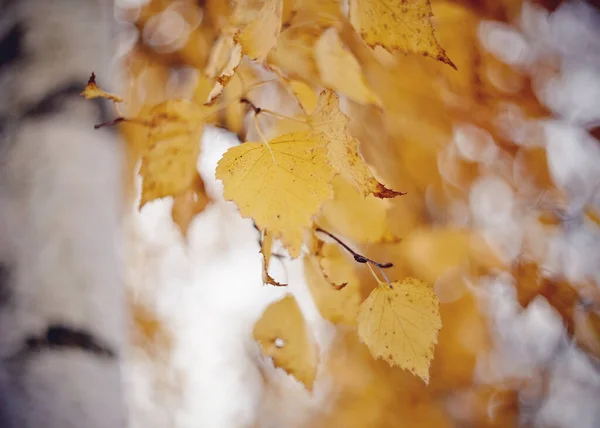 Gałęzie Brzozy Jesienią Żółtymi Liśćmi Złota Jesień — Zdjęcie stockowe