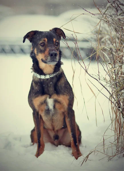 Gefokte Zwarte Bruine Hond Zit Sneeuw — Stockfoto