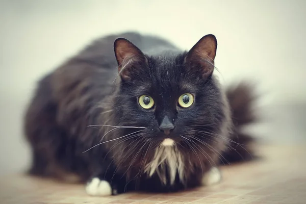 Gato Peludo Negro Con Ojos Verdes Patas Blancas — Foto de Stock