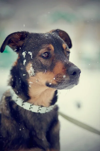 Porträt Eines Nicht Reinrassigen Hundes Winter — Stockfoto