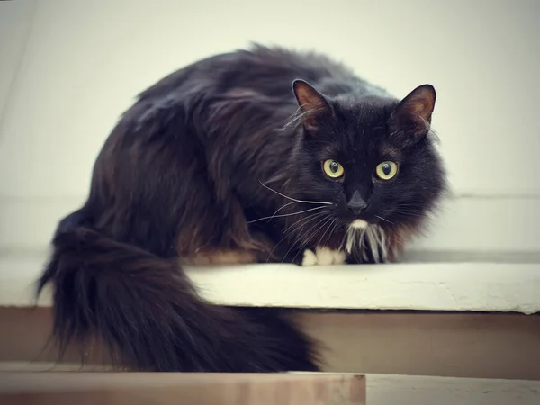 Black Fluffy Cat Green Eyes White Paws — Stock Photo, Image