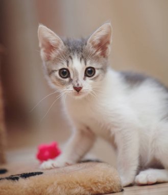 Beyaz benekli, küçük bir kedi yavrusu yerde oturuyor..