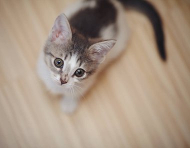 Evcil kedi yavrusunun yukarıdan çekilmiş bir portresi..  