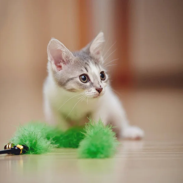 Маленький Котенок Играет Зеленой Пушистой Игрушкой — стоковое фото