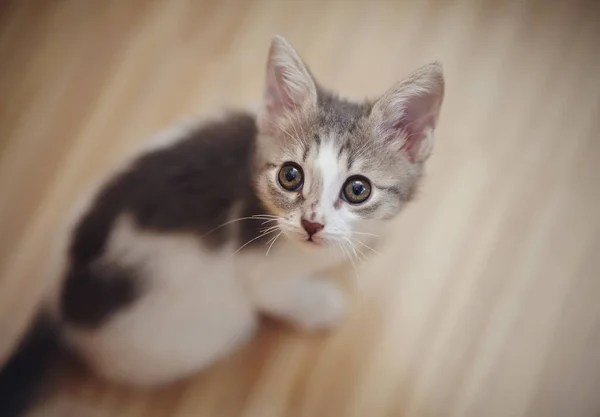 Yukardan Çekilmiş Bir Yerde Oturan Evcil Kedi Yavrusunun Portresi — Stok fotoğraf