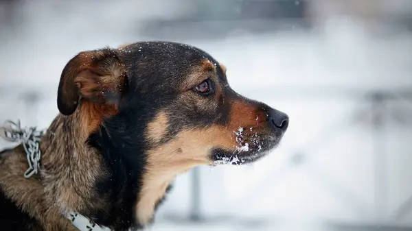 Portrait Purebred Dog Winter — Stock Photo, Image