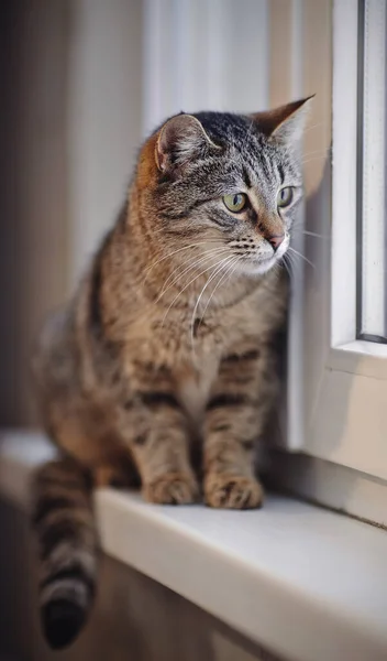 Den Randiga Katten Med Gröna Ögon Sitter Ett Fönsterbräde — Stockfoto