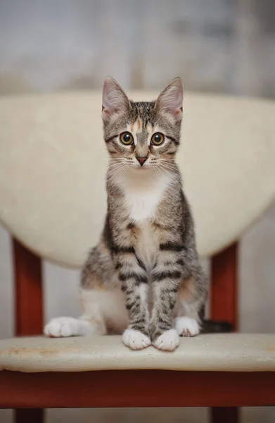 Die Junge Gestreifte Hauskatze Mit Braunen Augen Sitzt Auf Einem — Stockfoto