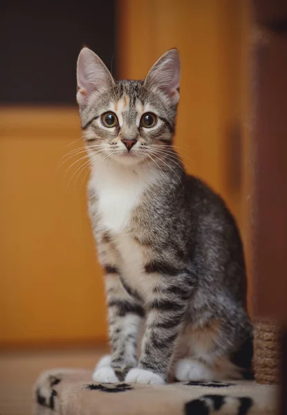 Young Striped Domestic Cat Brown Eyes — Stock Photo, Image