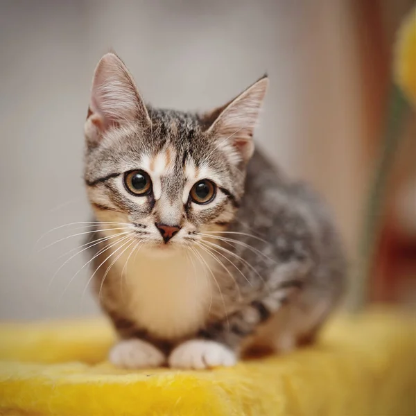 Young Striped Cat Brown Eyes — Stock Photo, Image