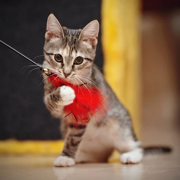 Young Striped Domestic Cat Plays Red Toy — Stock Photo, Image