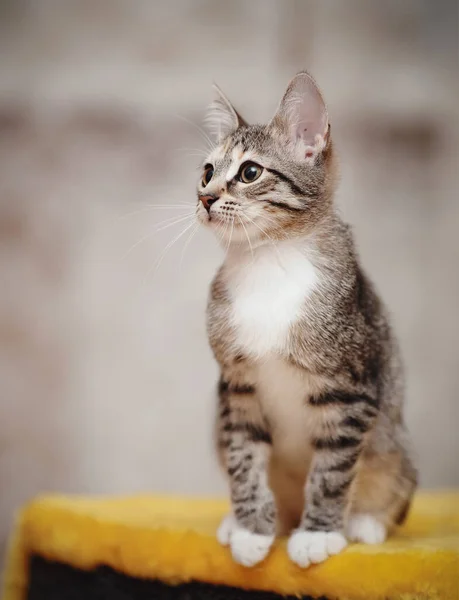 Gato Doméstico Listrado Jovem Com Patas Brancas Senta — Fotografia de Stock