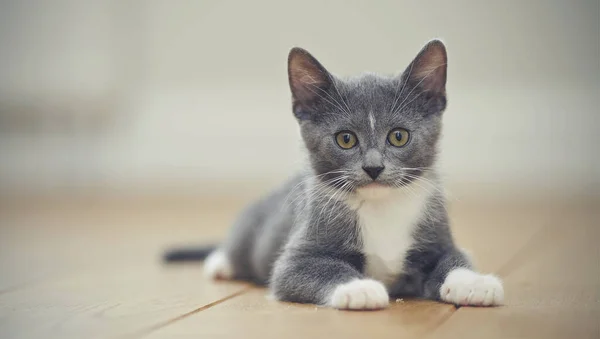 Gatinho Cinza Com Patas Brancas Está Soalho — Fotografia de Stock