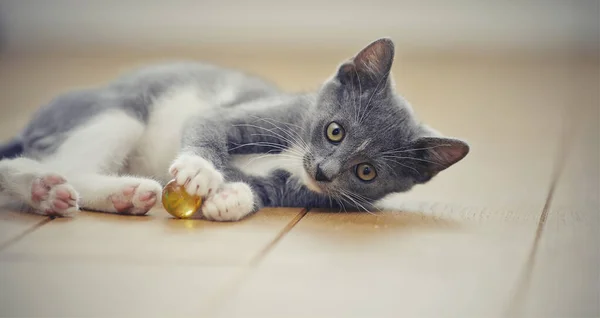 Gray Kitten White Paws Plays Floor Ball — Stock Photo, Image