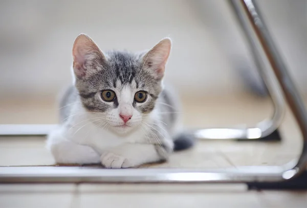 Kattungen Med Vita Tassar Ligger Ett Golv — Stockfoto