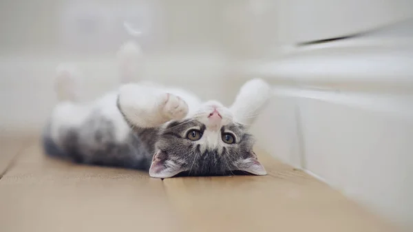 Gatinho Com Patas Brancas Está Soalho — Fotografia de Stock