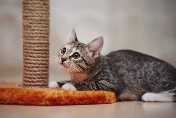 Joven Gato Doméstico Rayado Con Ojos Marrones Con Patas Blancas — Foto de Stock