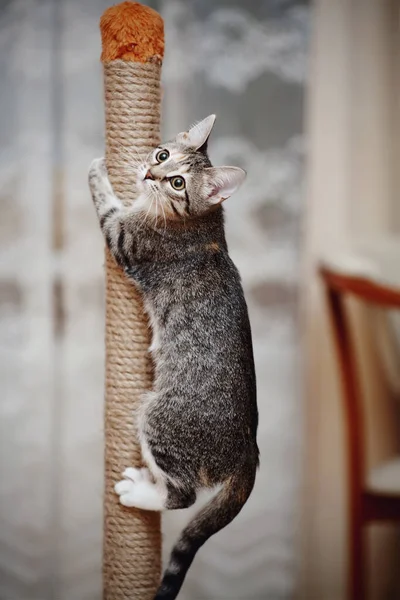 Den Klättrande Randiga Inhemska Aktiva Katt Med Vita Tassar — Stockfoto