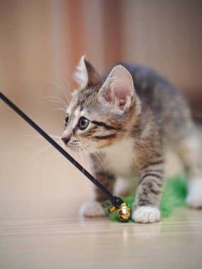 Çizgili kedi yavrusu bir oyuncakla oynuyor..