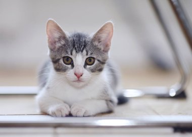 Yerde yatan beyaz pençeli kedi portresi..