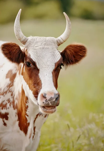 Portrait Cow White Red Spots Pasture — Stock Photo, Image