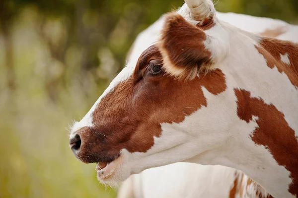 Retrato Vermelho Uma Vaca Branca Pasto — Fotografia de Stock