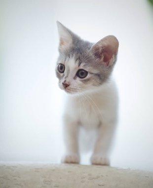 Benekli beyaz bir kedi yavrusu.