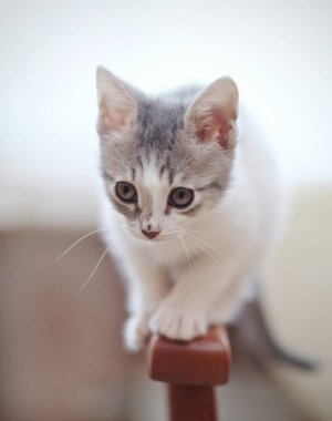 Benekli beyaz bir kedi yavrusu.