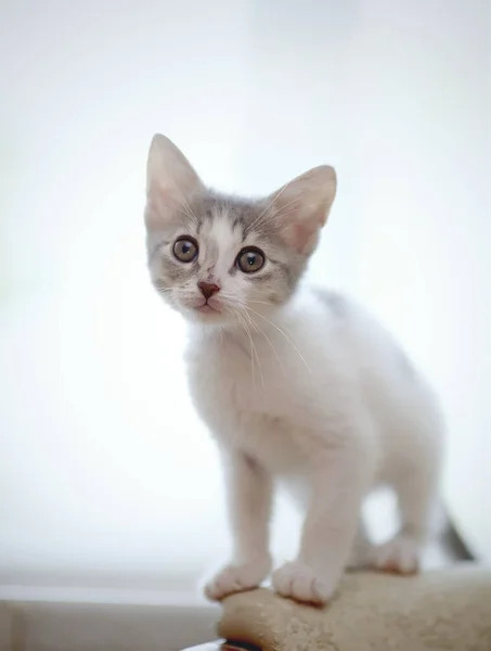 Das Kleine Kätzchen Von Einer Farbe Weiß Mit Flecken — Stockfoto