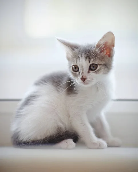 Gatinho Manchado Doméstico Senta Uma Janela — Fotografia de Stock