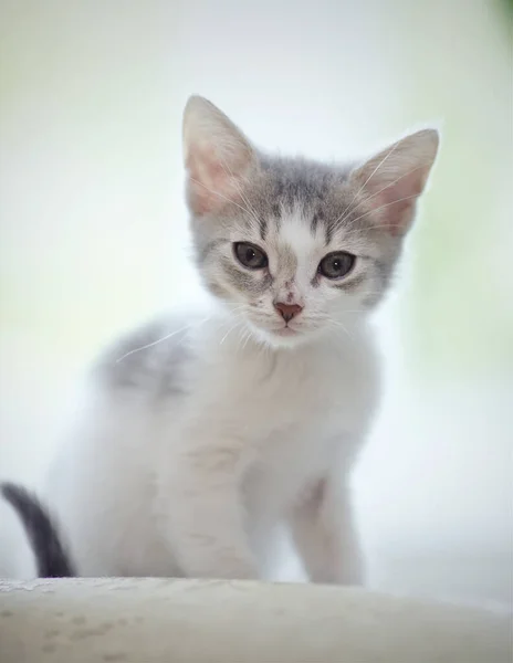Das Kleine Kätzchen Von Einer Farbe Weiß Mit Flecken — Stockfoto