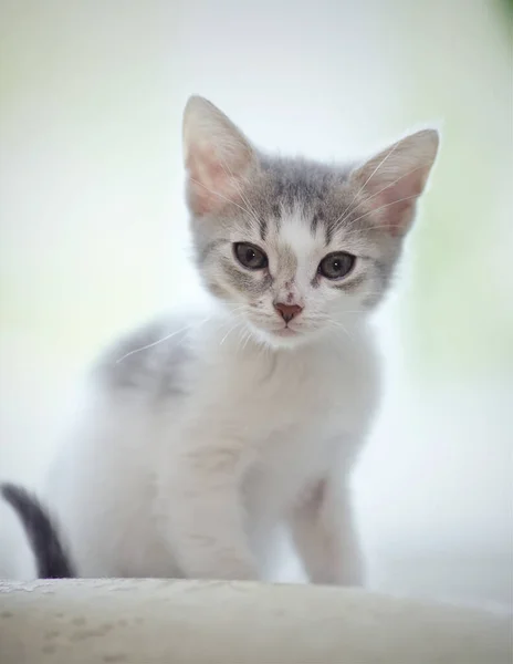 Gatinho Uma Cor Branco Com Lugares — Fotografia de Stock