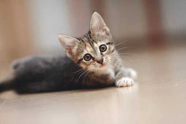 Çizgili Kedi Yavrusu Yerde Yatıyor — Stok fotoğraf