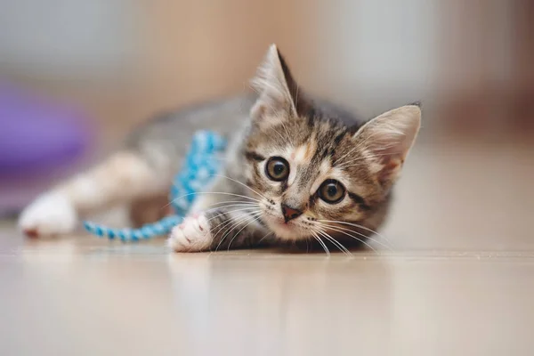 Den Inhemska Randiga Kattungen Ligger Ett Golv Och Leker Med — Stockfoto