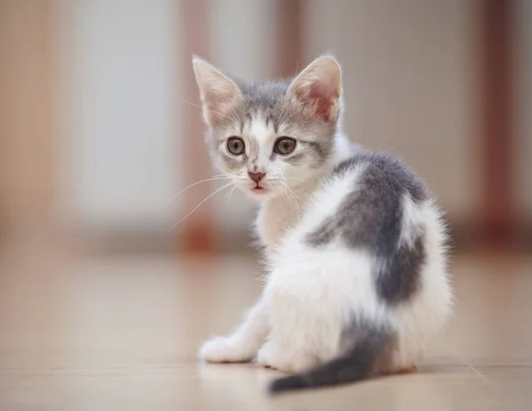 Kattungen Färg Vit Med Fläckar Sitter Har Vänt Tillbaka — Stockfoto