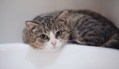 Korkmuş çizgili evcil kedinin portresi.