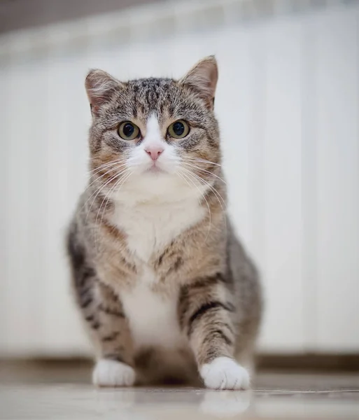 Gato Doméstico Listrado Cinza Com Patas Brancas Senta — Fotografia de Stock