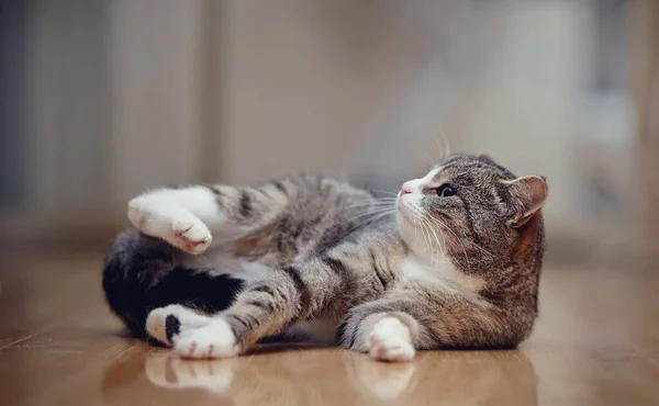 Gato Gris Rayado Doméstico Con Las Patas Blancas Yace Suelo — Foto de Stock